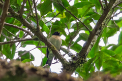 Iridophanes pulcherrimus
