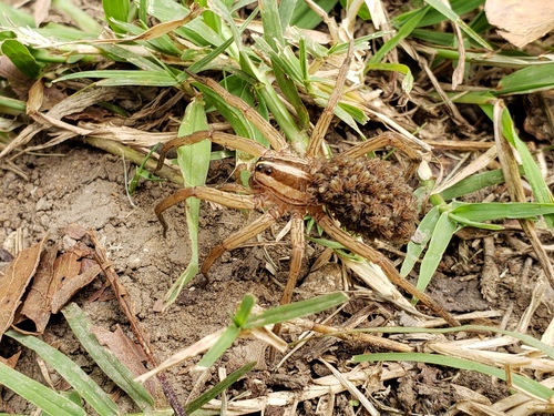 Rabid Wolf Spider, Oxley Nature Center, photo 9 of 10