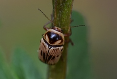 Cryptocephalus mutabilis