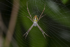 Argiope dang