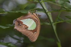 Polyura hebe