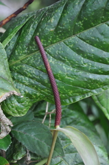 Anthurium talamancae