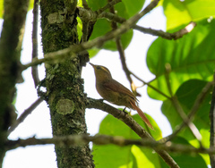 Cranioleuca gutturata