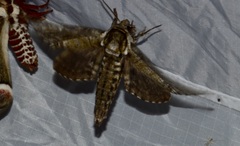 Ceratomia undulosa