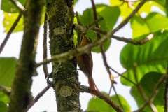 Cranioleuca gutturata