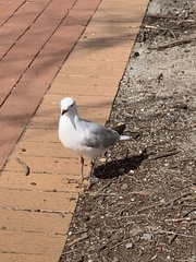 Chroicocephalus novaehollandiae scopulinus