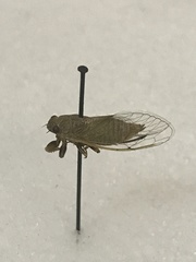 Cicadettana