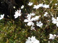 Heliosperma alpestre