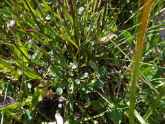 Heliosperma alpestre