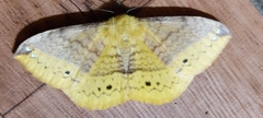 Lepidoptera