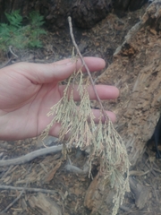 Calocedrus decurrens