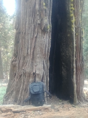 Calocedrus decurrens