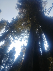 Calocedrus decurrens