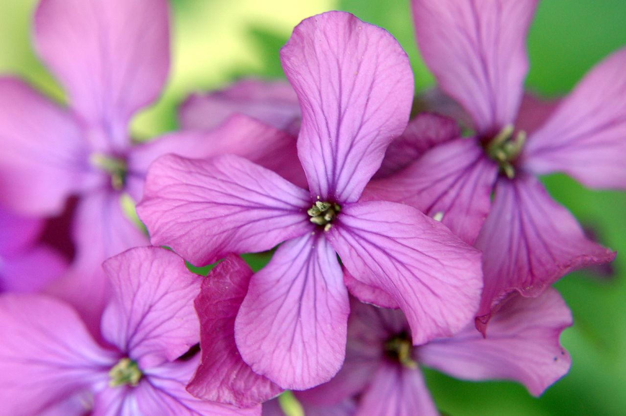 Lunaria