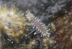 Amblyosyllis hectori
