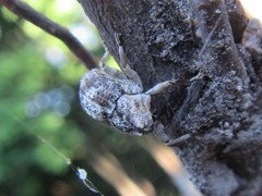 Eutyrhinus meditabundus