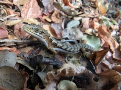 Elgaria multicarinata