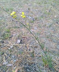 Erysimum quadrangulum