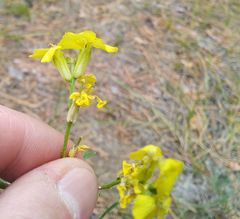 Erysimum quadrangulum