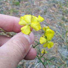 Erysimum quadrangulum