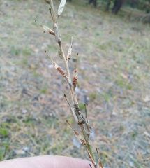 Erysimum quadrangulum