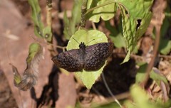 Antigonus erosus