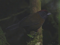 Arremon castaneiceps