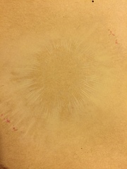 Russula rhodocephala