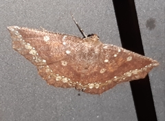 Synnomos firmamentaria