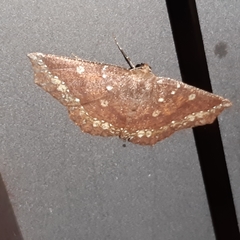 Synnomos firmamentaria