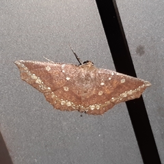 Synnomos firmamentaria