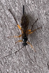 Pimpla pedalis