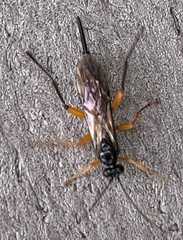 Pimpla pedalis