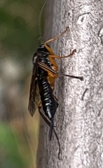 Pimpla pedalis