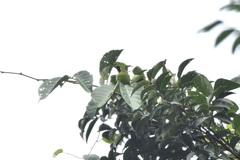 Chloropsis cyanopogon