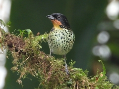 Ixothraupis rufigula