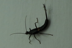 Spongiphora croceipennis