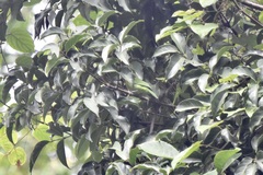 Chloropsis cyanopogon