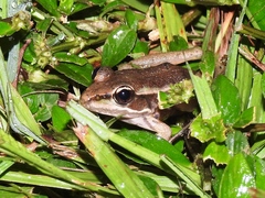 Lithobates juliani