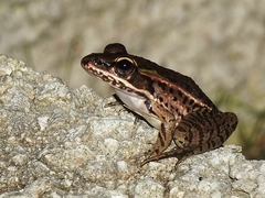 Lithobates juliani