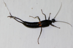 Spongiphora croceipennis