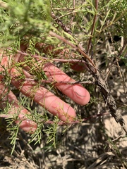 Cosmos parviflorus