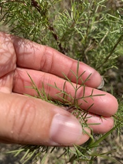 Cosmos parviflorus