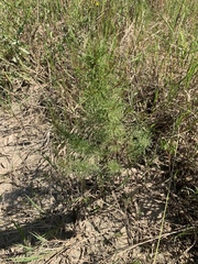 Cosmos parviflorus