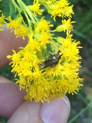 Carmenta anthracipennis