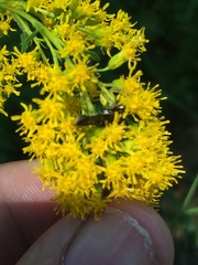 Carmenta anthracipennis