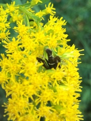 Carmenta anthracipennis