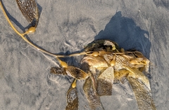 Macrocystis pyrifera