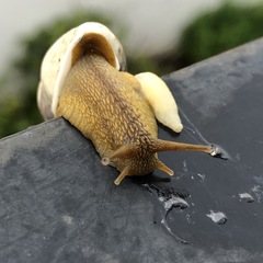 Plekocheilus sinuatus