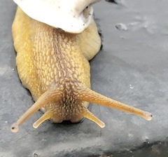 Plekocheilus sinuatus